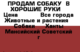 ПРОДАМ СОБАКУ  В ХОРОШИЕ РУКИ  › Цена ­ 4 000 - Все города Животные и растения » Собаки   . Ханты-Мансийский,Советский г.